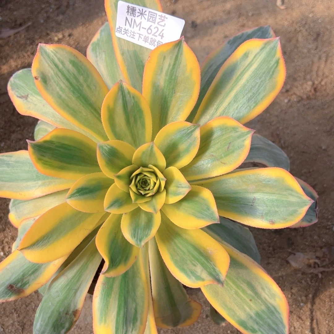 黄龙多肉植物624