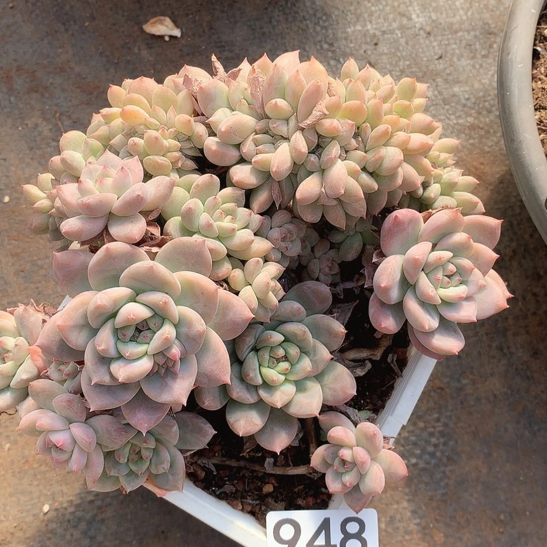 948霜花缀一物一拍多肉
