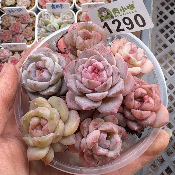 多肉植物多肉植物