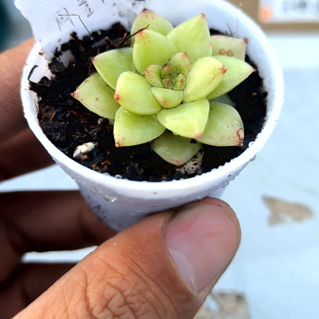 满6元包邮，月影杂麦秆小小小84号