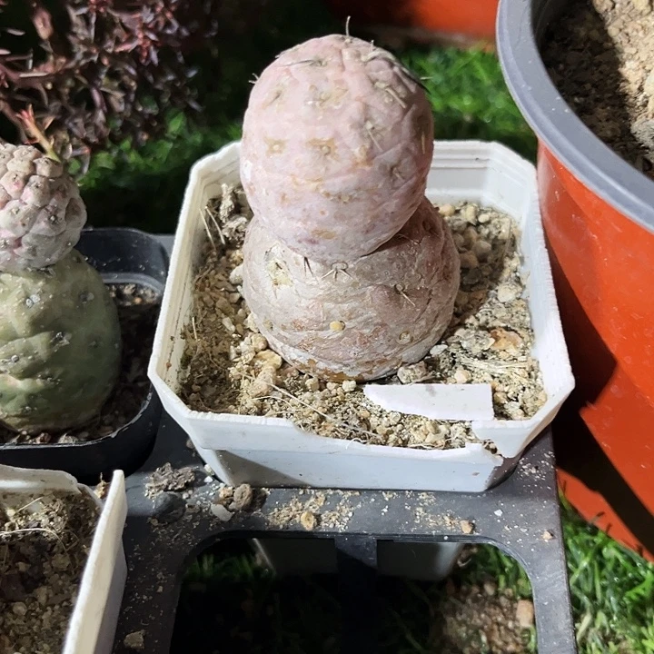 雪人习志野zzzzzz