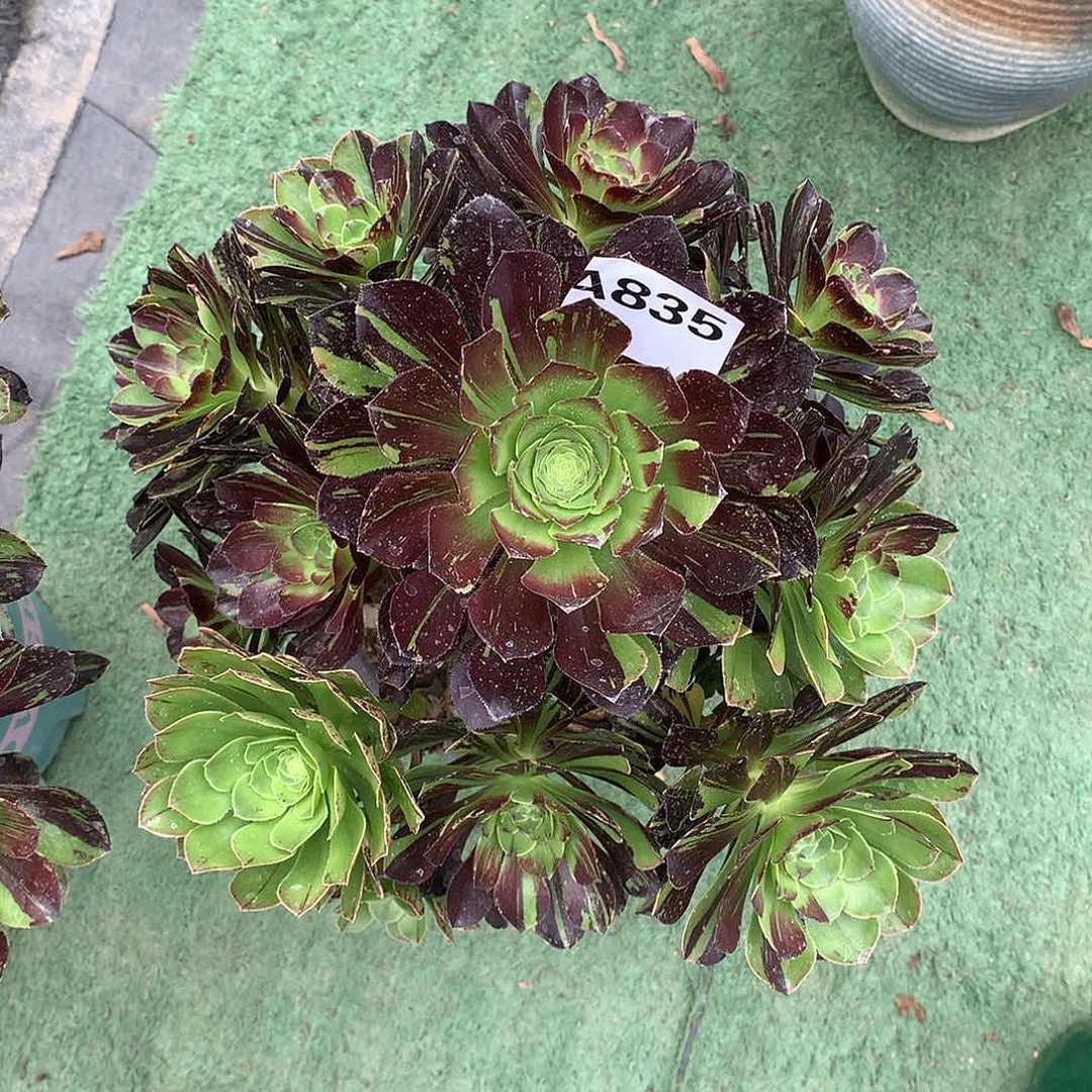 成****?835圆叶拉丝花脸多肉植物