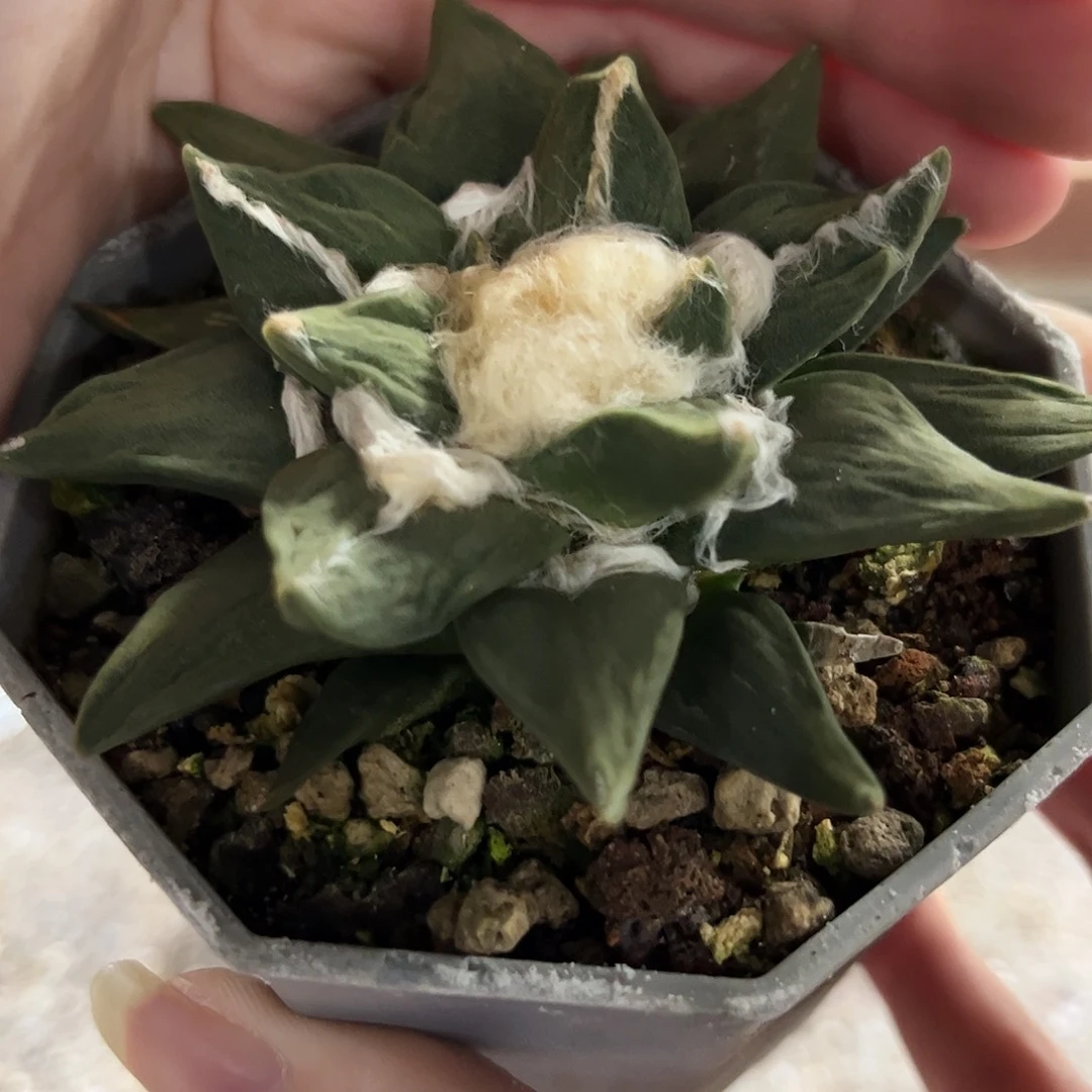 4号实生中筋龙龙牙萝卜根