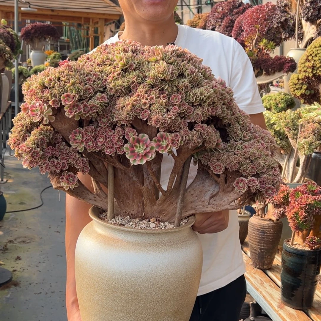 精品粉女巫朵朵缀不带盆土