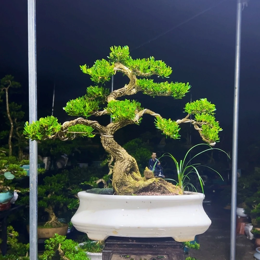 ****儿无花朵黄杨木