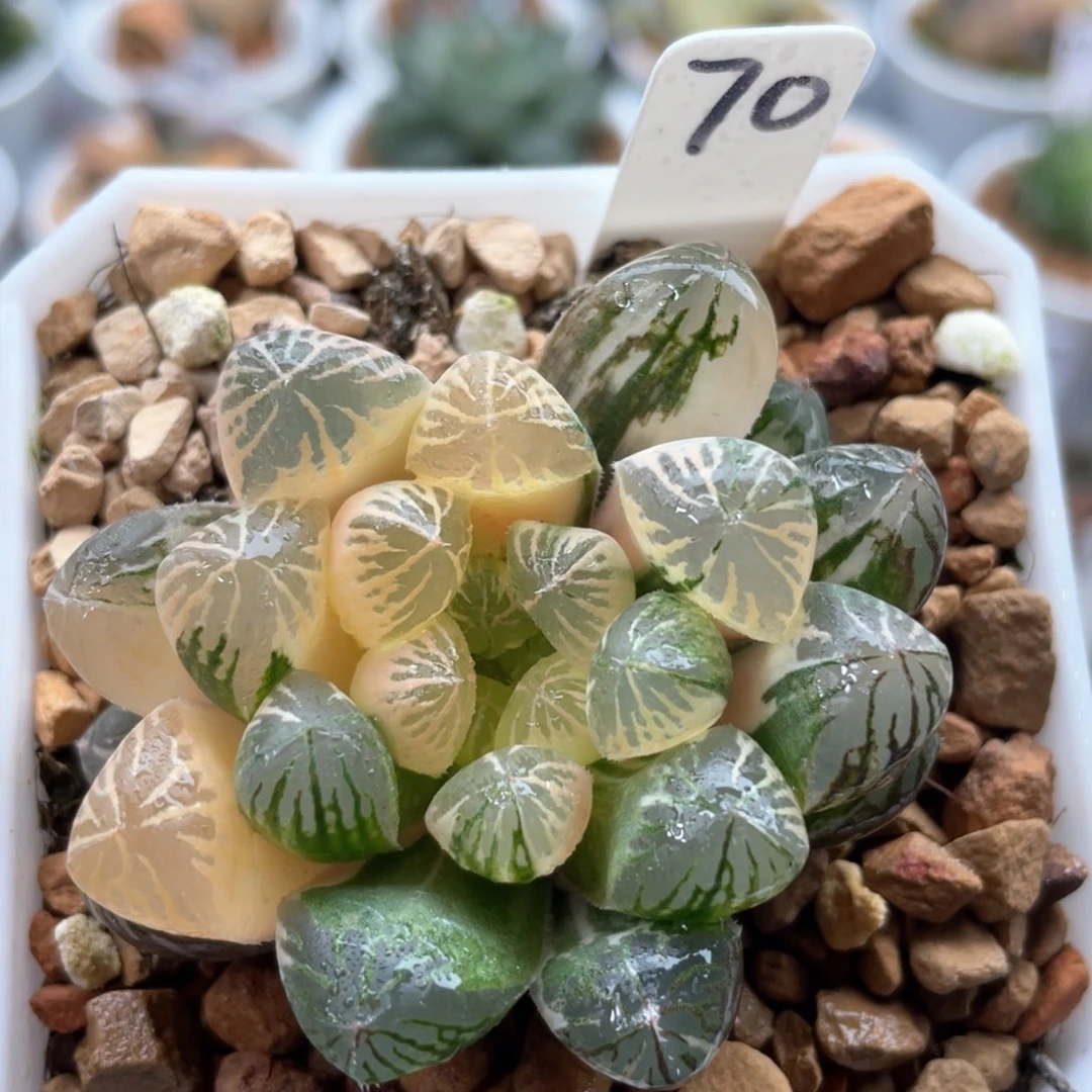 70塑料皮锦。