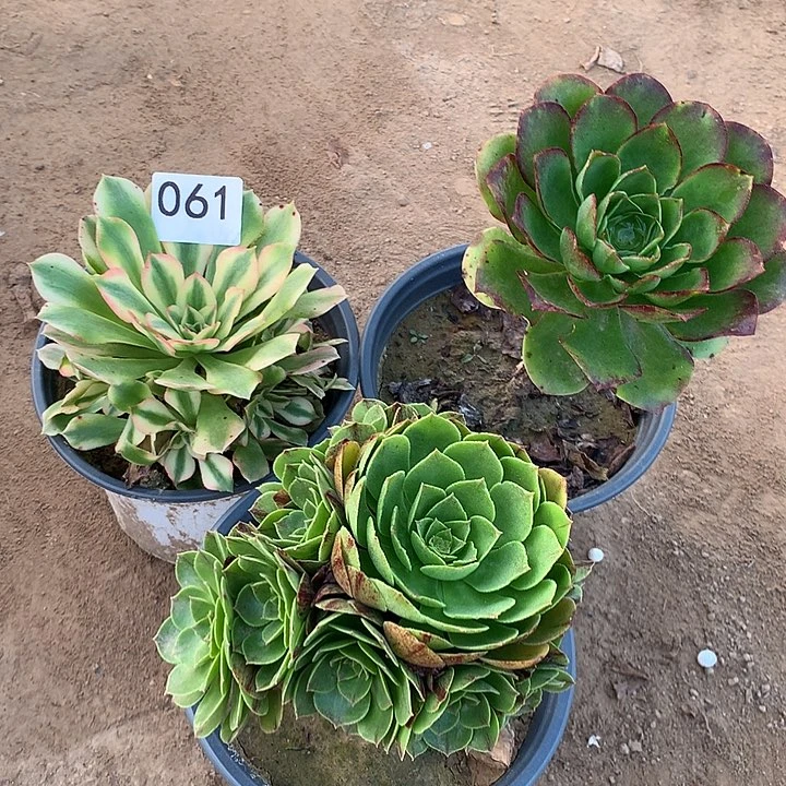 无花朵061三颗多肉南