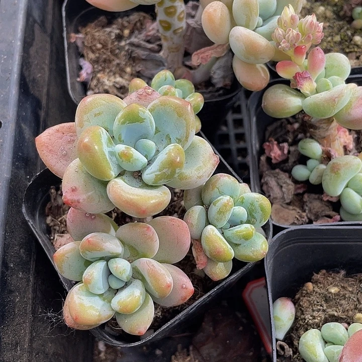 洛神群2.8带哦土