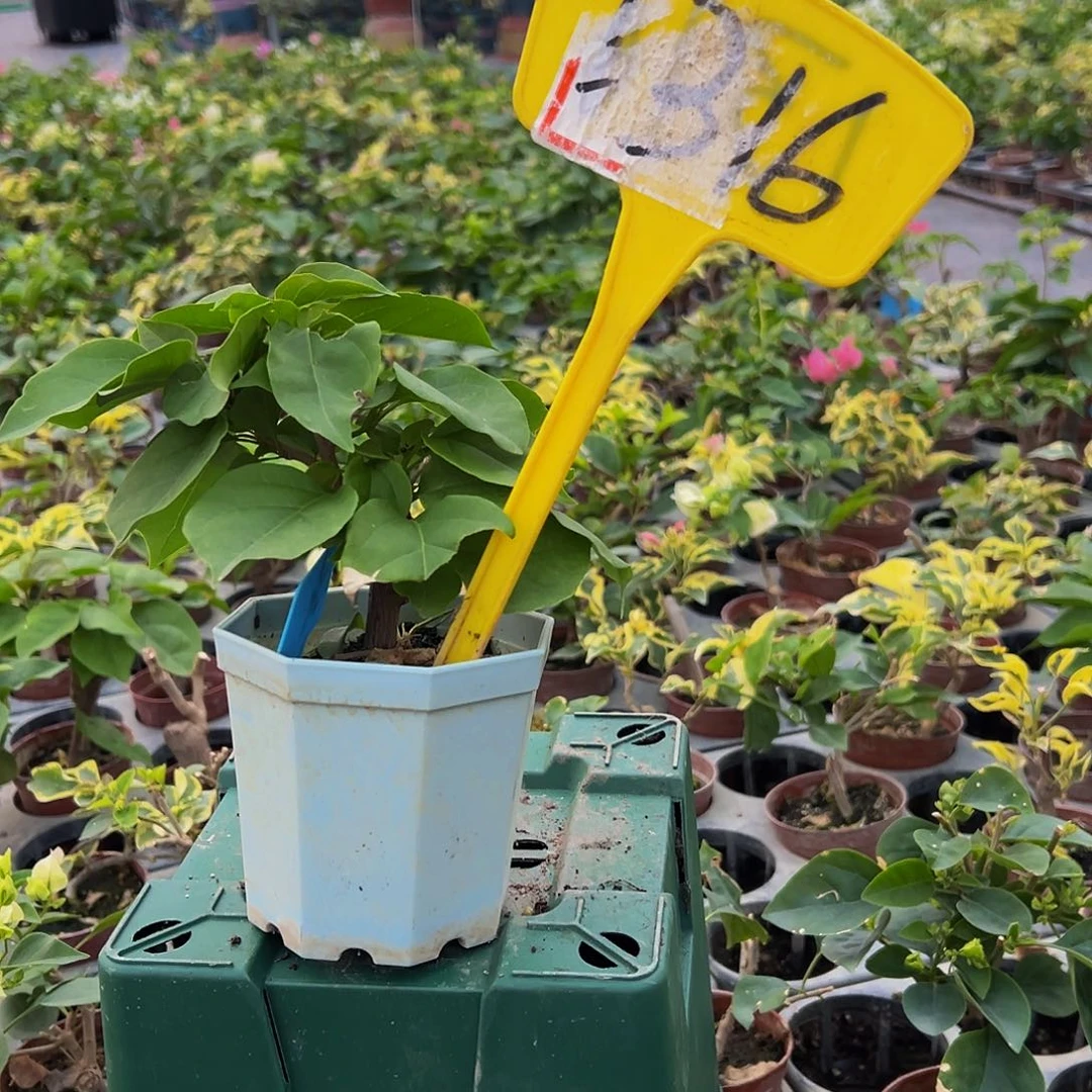 当前无花栽培后可以开花绿叶浅黄 大宝1316