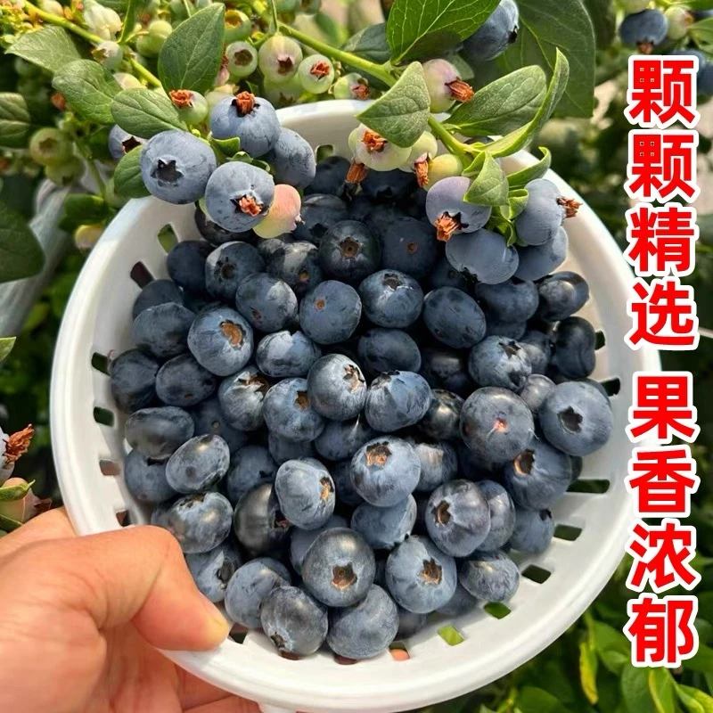 【L25花香蓝莓】正宗云南澄江蓝莓花香脆甜口净重800g顺丰空运S