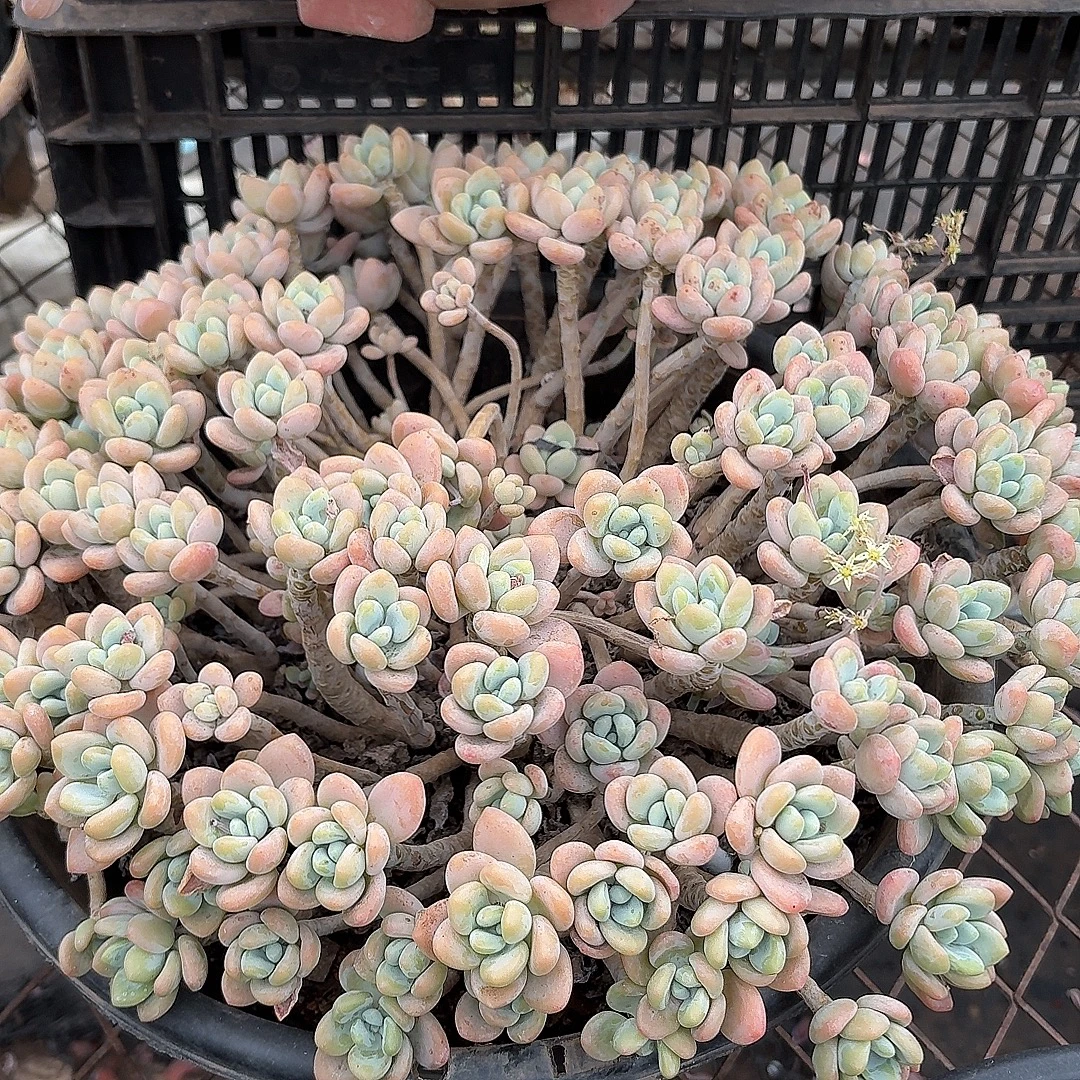 老桩大粉洛神 一物一拍（满2单包邮）精控精养精品 清欢园艺多肉