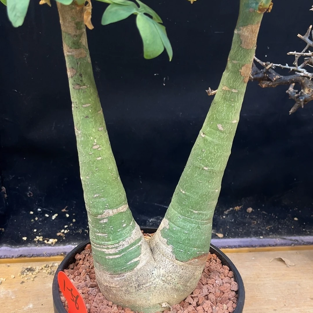 潮流植物 幻蝶蔓 v型