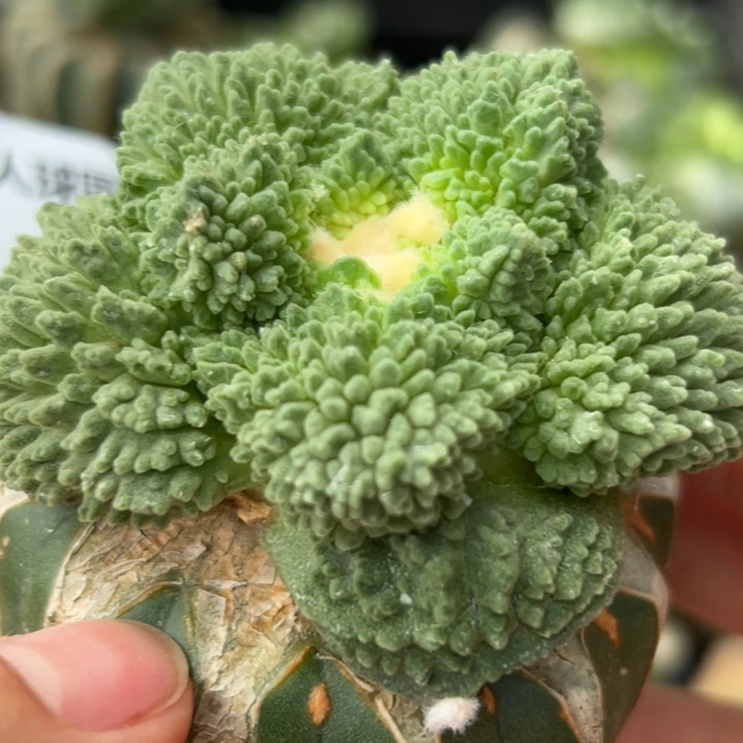 49 草球嫁接仙人球