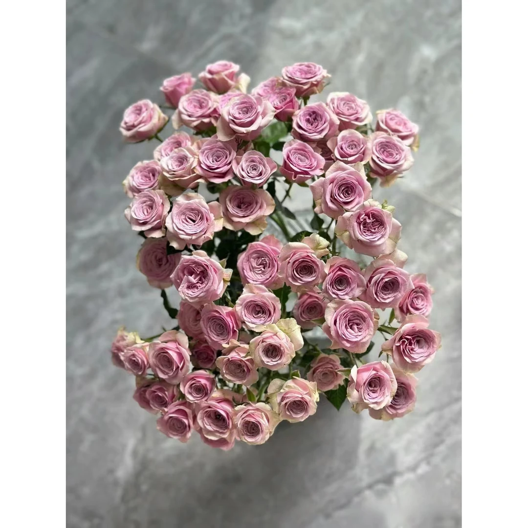 【福利套餐】A19  云南基地鲜花   家庭用花  水养