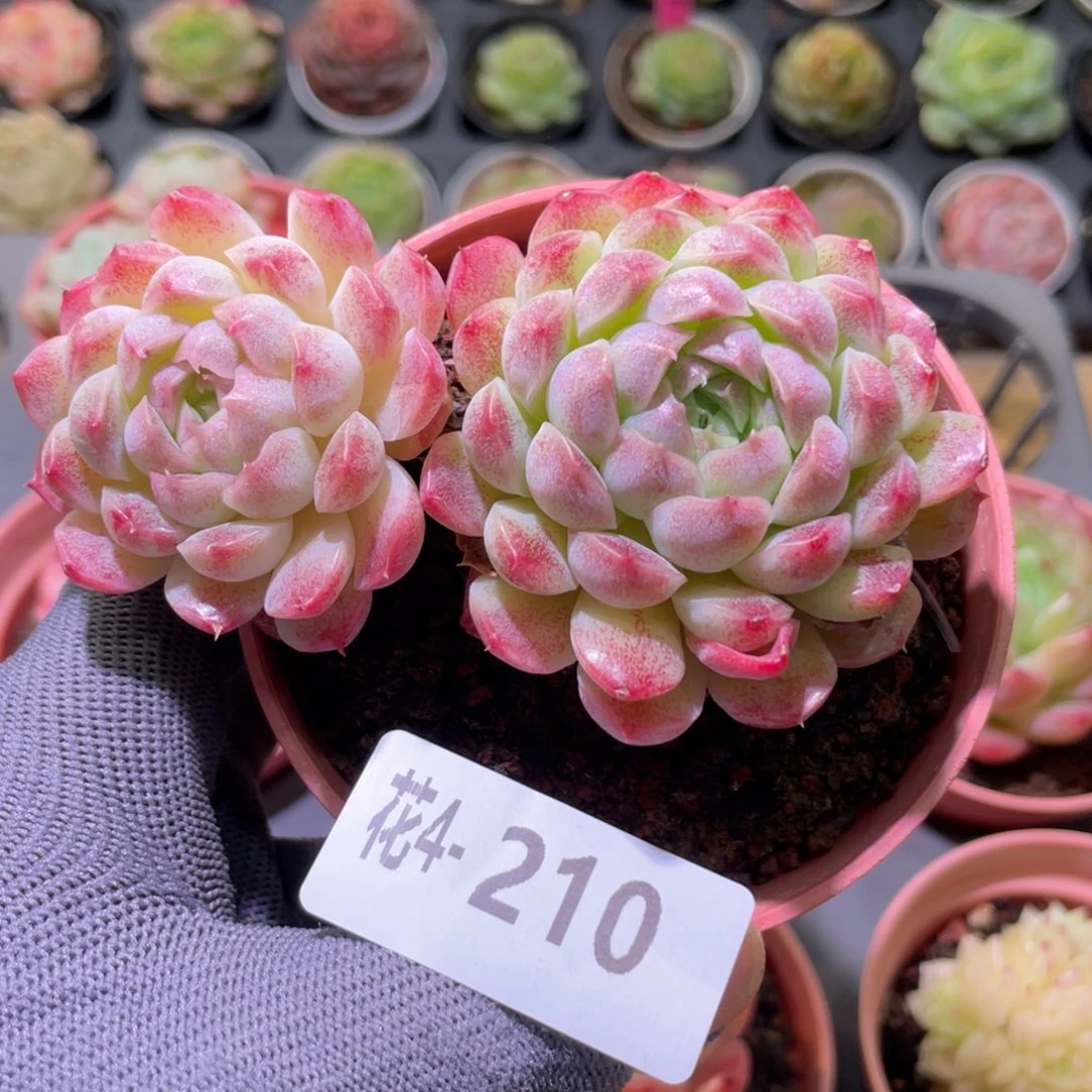 花利美4-210糖心新品