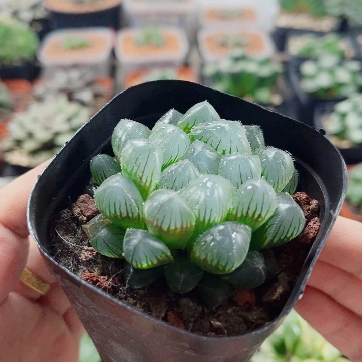 十二卷 蓝镜 开播福利