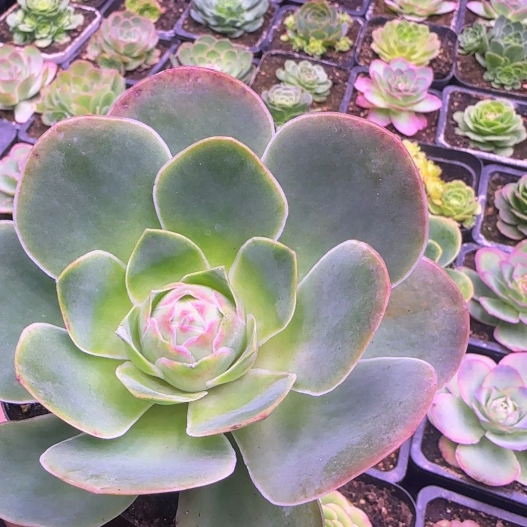 12厘米玫瑰老庄粉红色