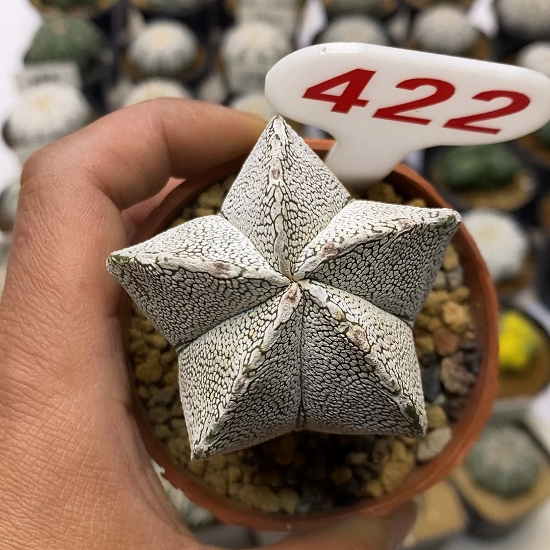 422特价款处理特价啦