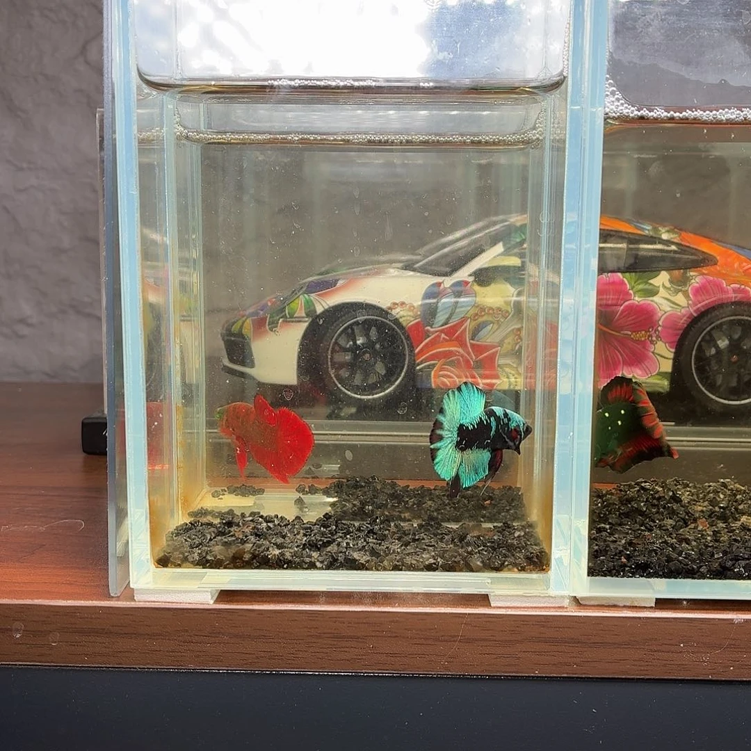 斗鱼暗黑将军公鱼