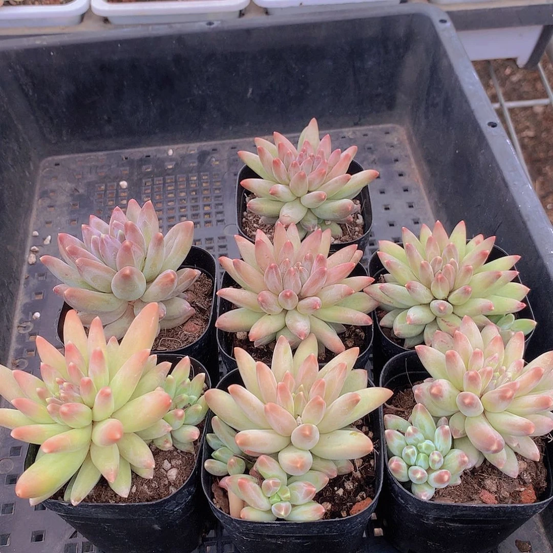 彩体乌拉克拉45555555447444