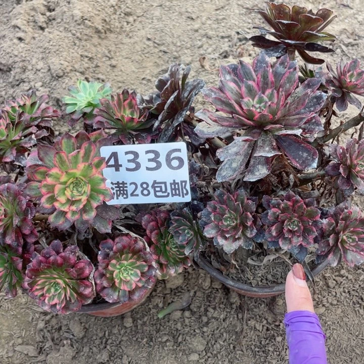 4336一号棚两个多肉