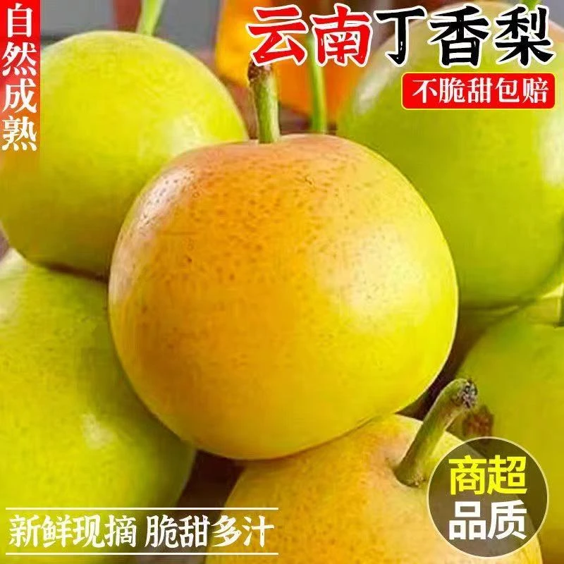 现摘云南丁香梨蜜梨含箱5斤新鲜梨子水果当季薄皮脆（20-30个）T