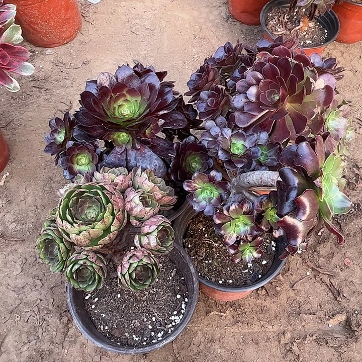 228多肉植物瑕疵特价，