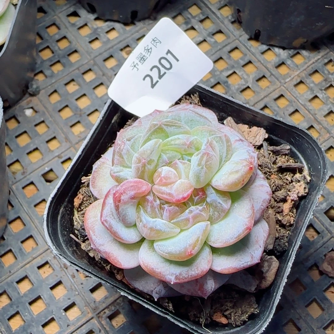 薰衣草双心石化，2201多肉植物