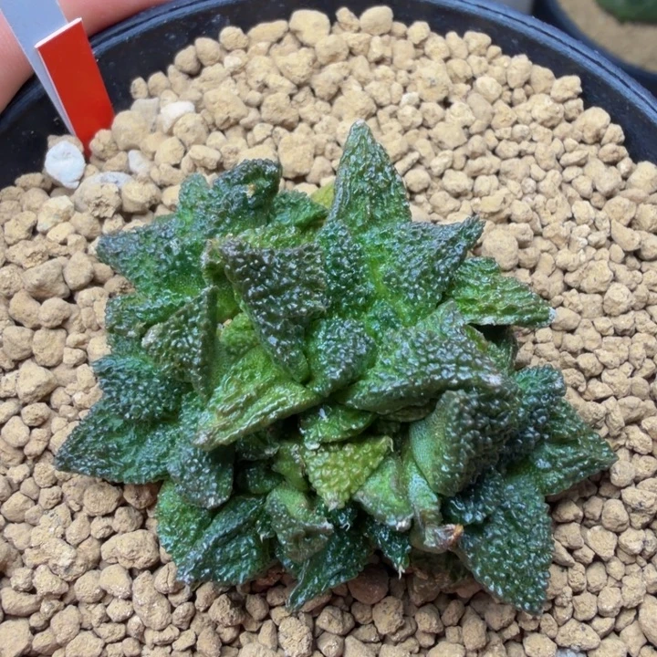 超级哥斯拉自然群
