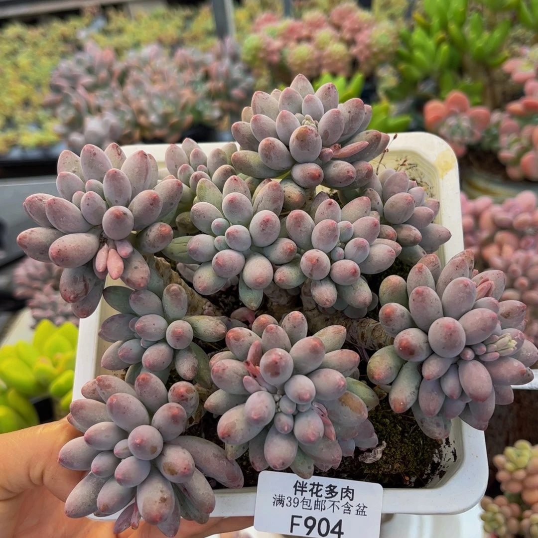 904-香水手指多肉12cm