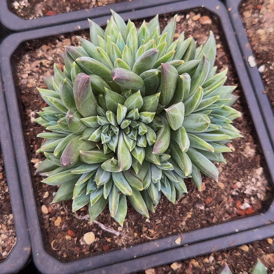 一物一拍，紫色系美人新品