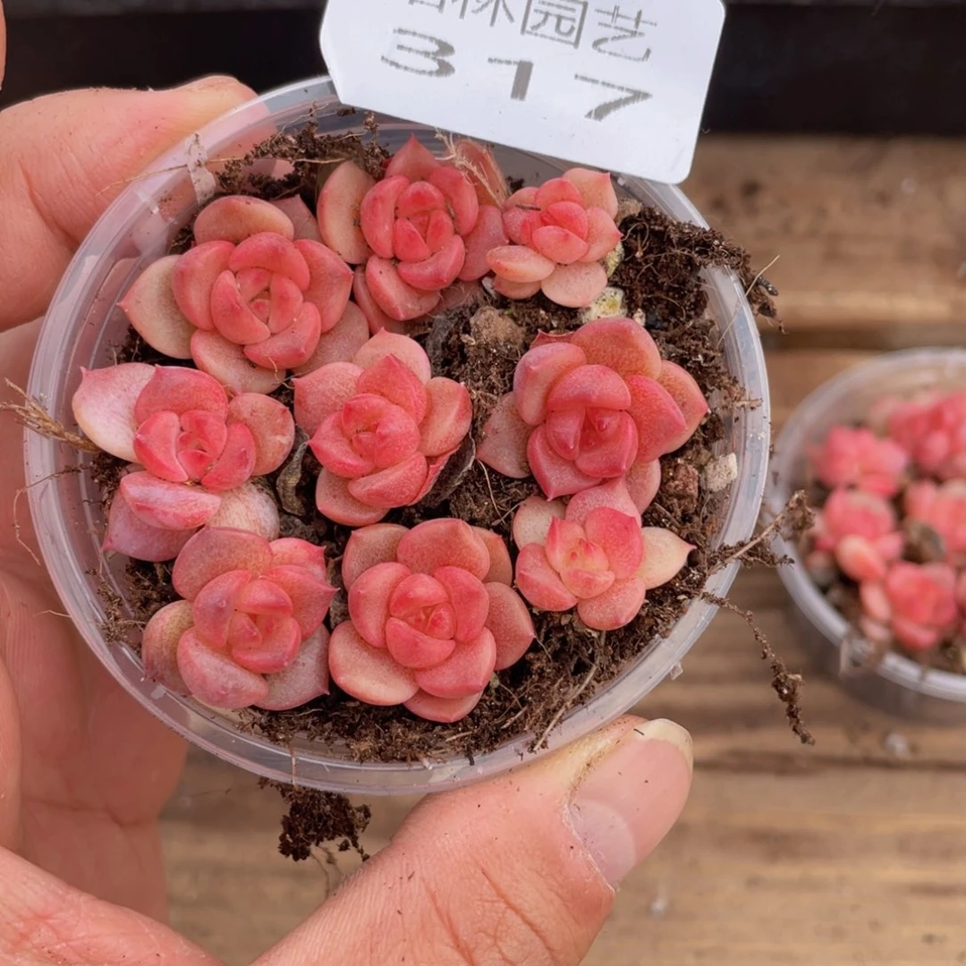 多肉植物多肉植物317