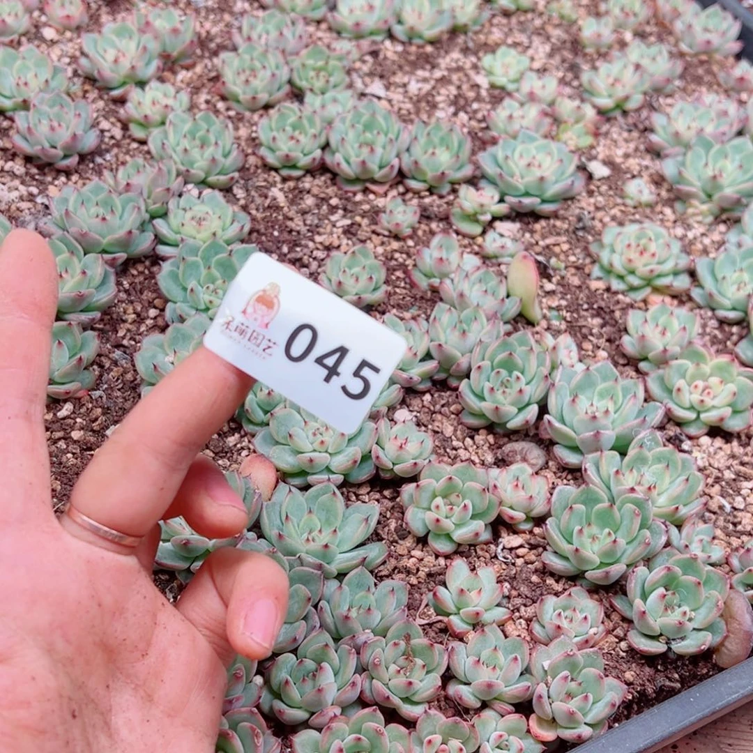 7***7多肉植物多肉植物