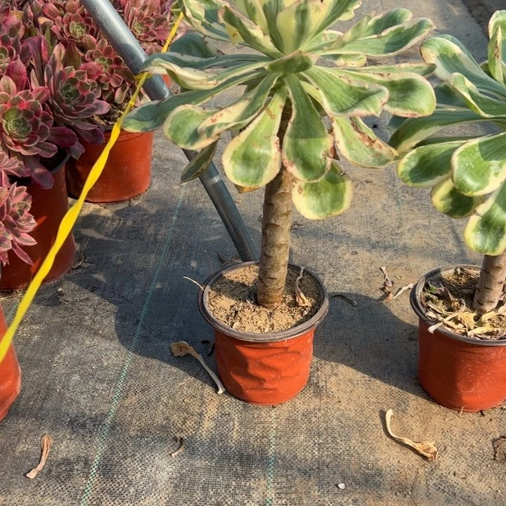 70燕子锦多肉多肉多肉