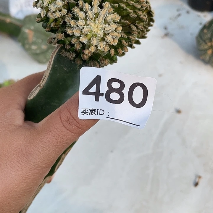 三角架街480号仙人球