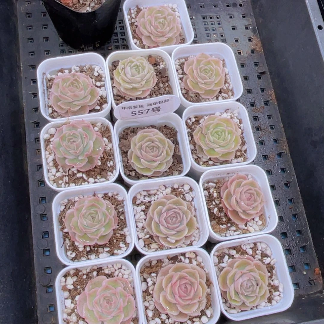 557号水晶虾饺单头一个