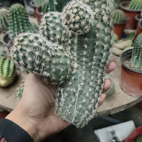 仙人球折墨虾侧芽大群