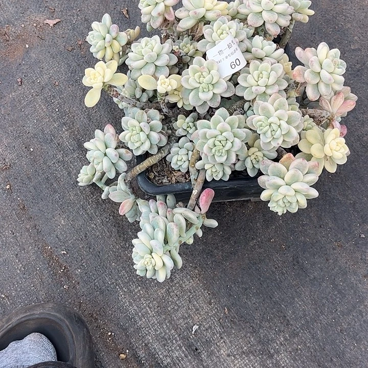 ****）劳尔锦，一物一拍。