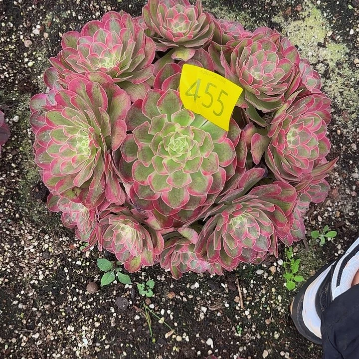 多肉植物福利455个
