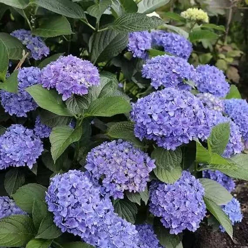 【沁心】你我的再见 贵安  绣球花 大苗室内阳台庭院植物