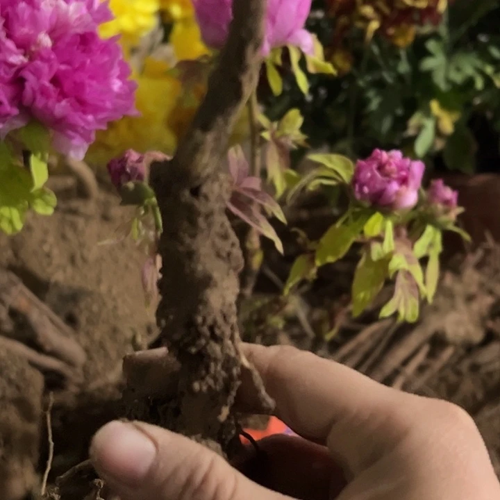 h***7完全开放魏紫小颗1111