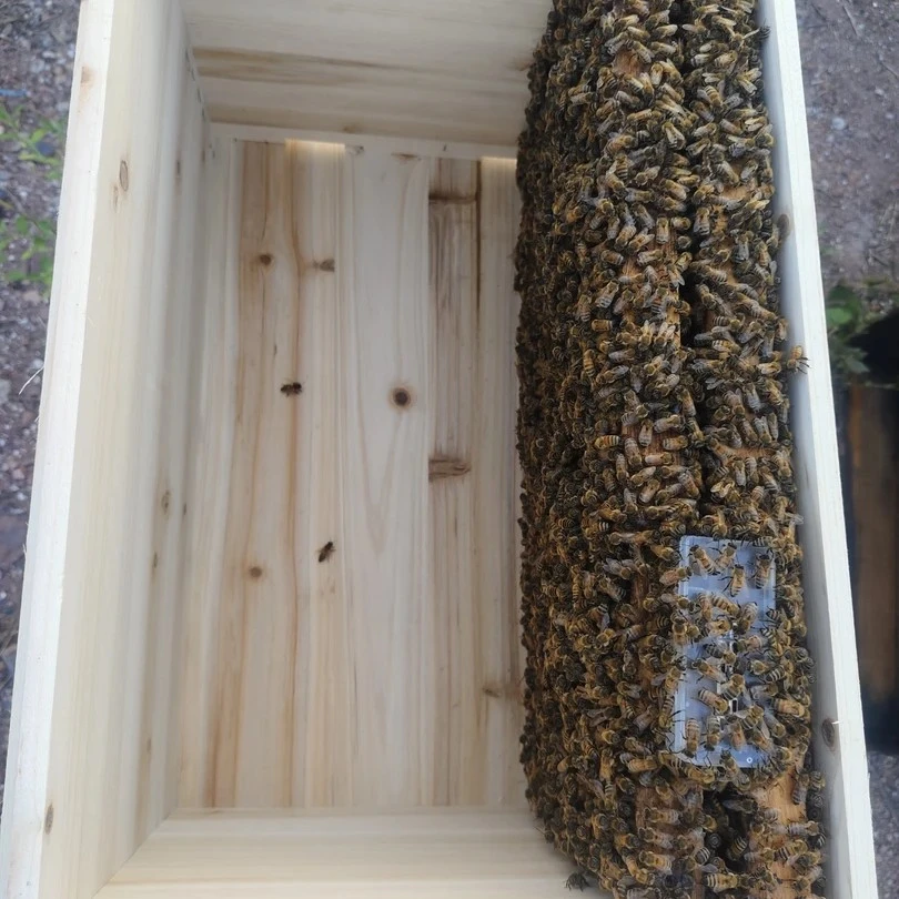 优质意蜂蜂群两脾工蜂带产卵蜂王不带蜂箱发货到家