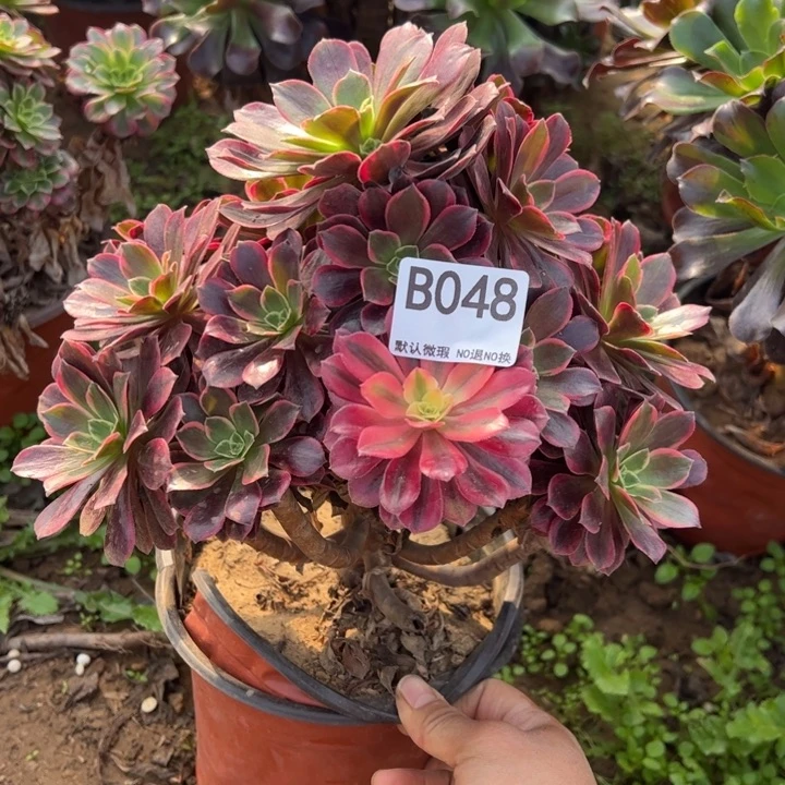 断枝金丝却多肉植物048.