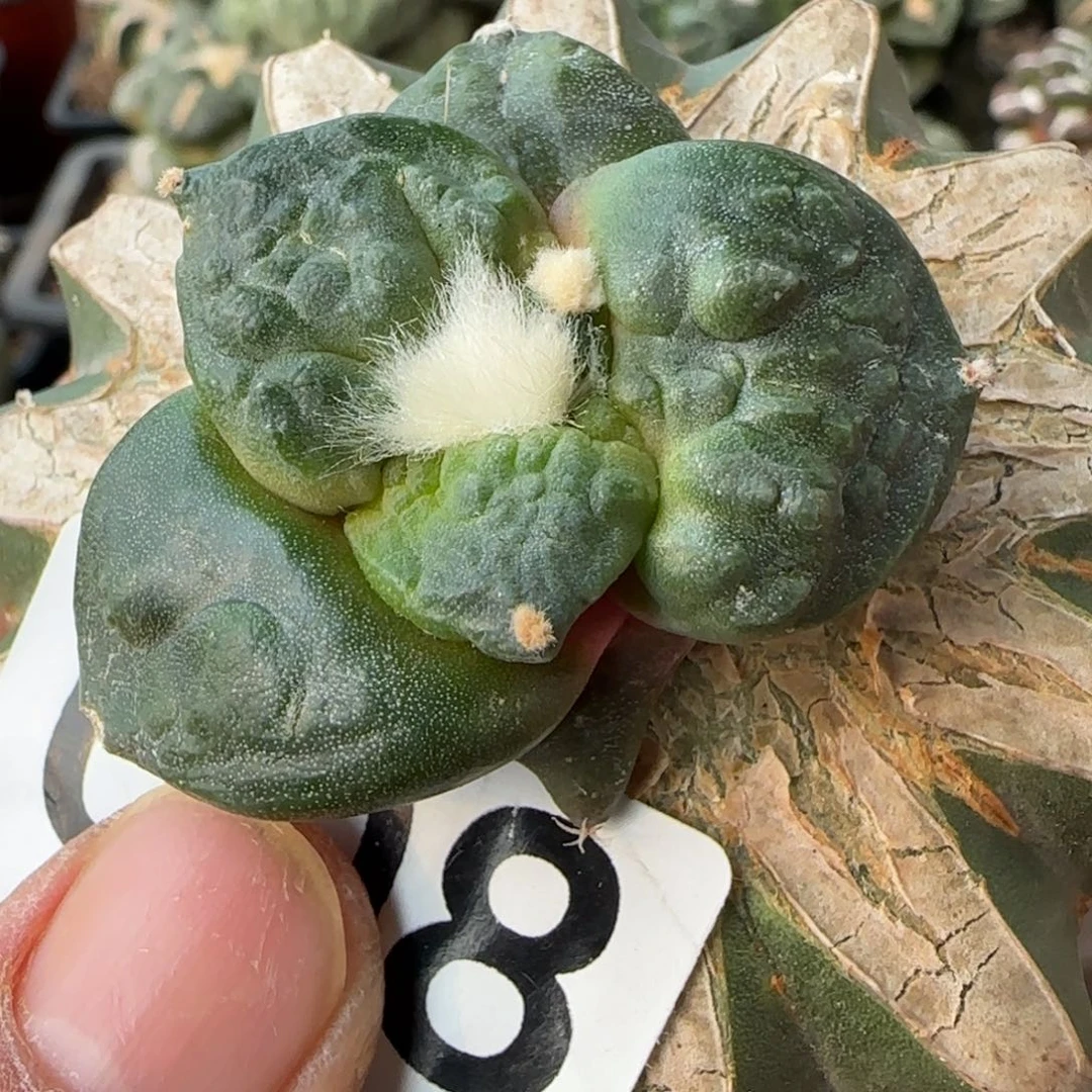 【闪购商品】纯种村主怒008