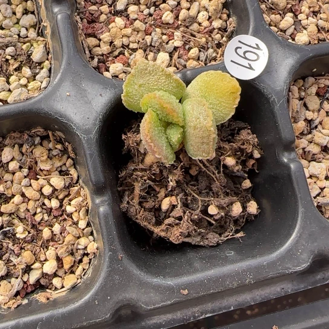 4**4爱丽丝水泡多肉植物191