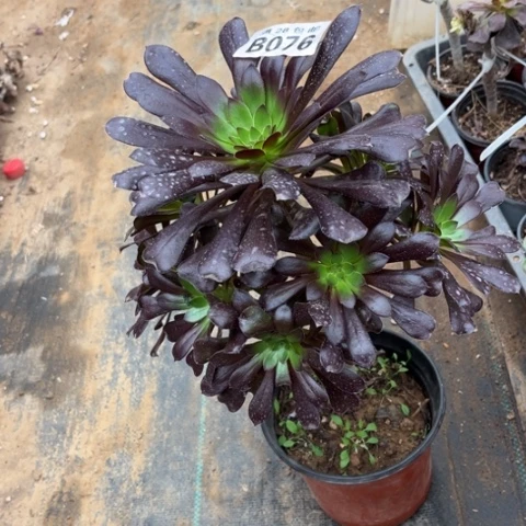 076魔法师不包断枝