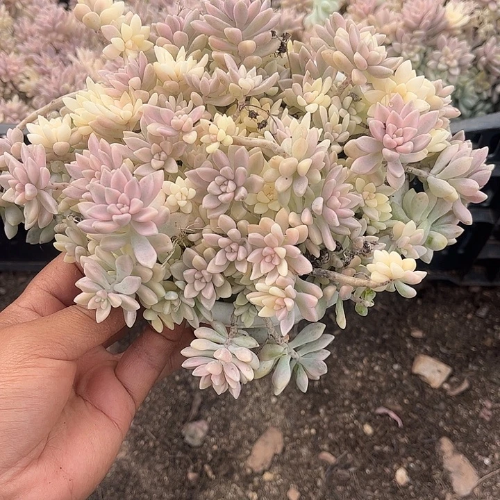 凤***林姬秋丽锦，一物一拍。