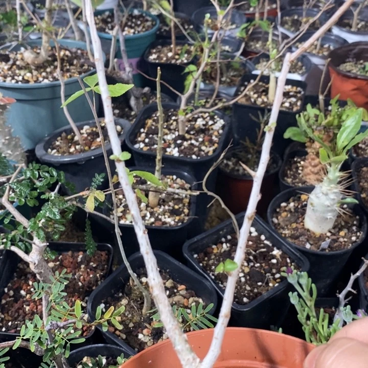 怀特带盆土实生和谐