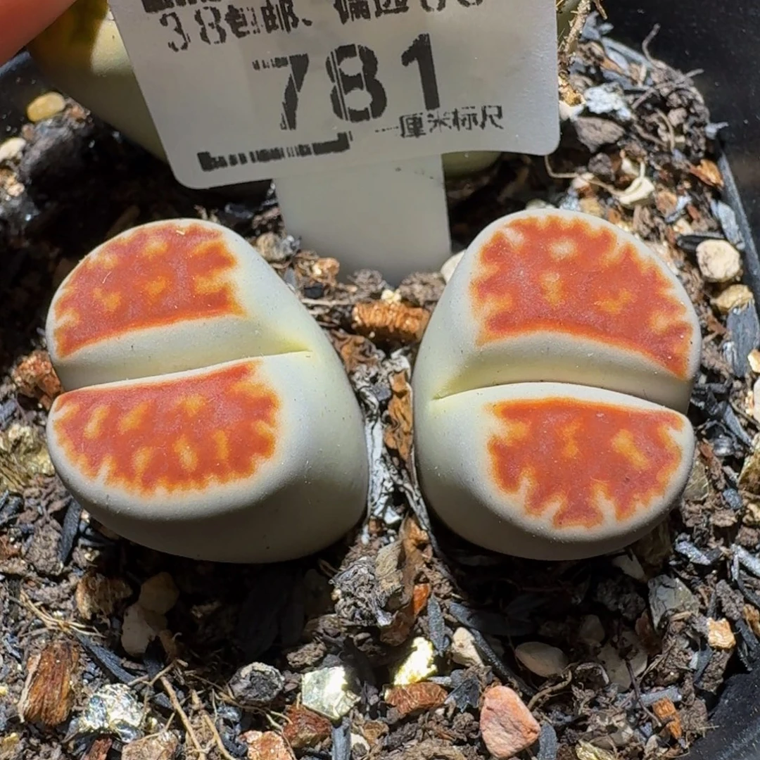 Ssss精品生石花781