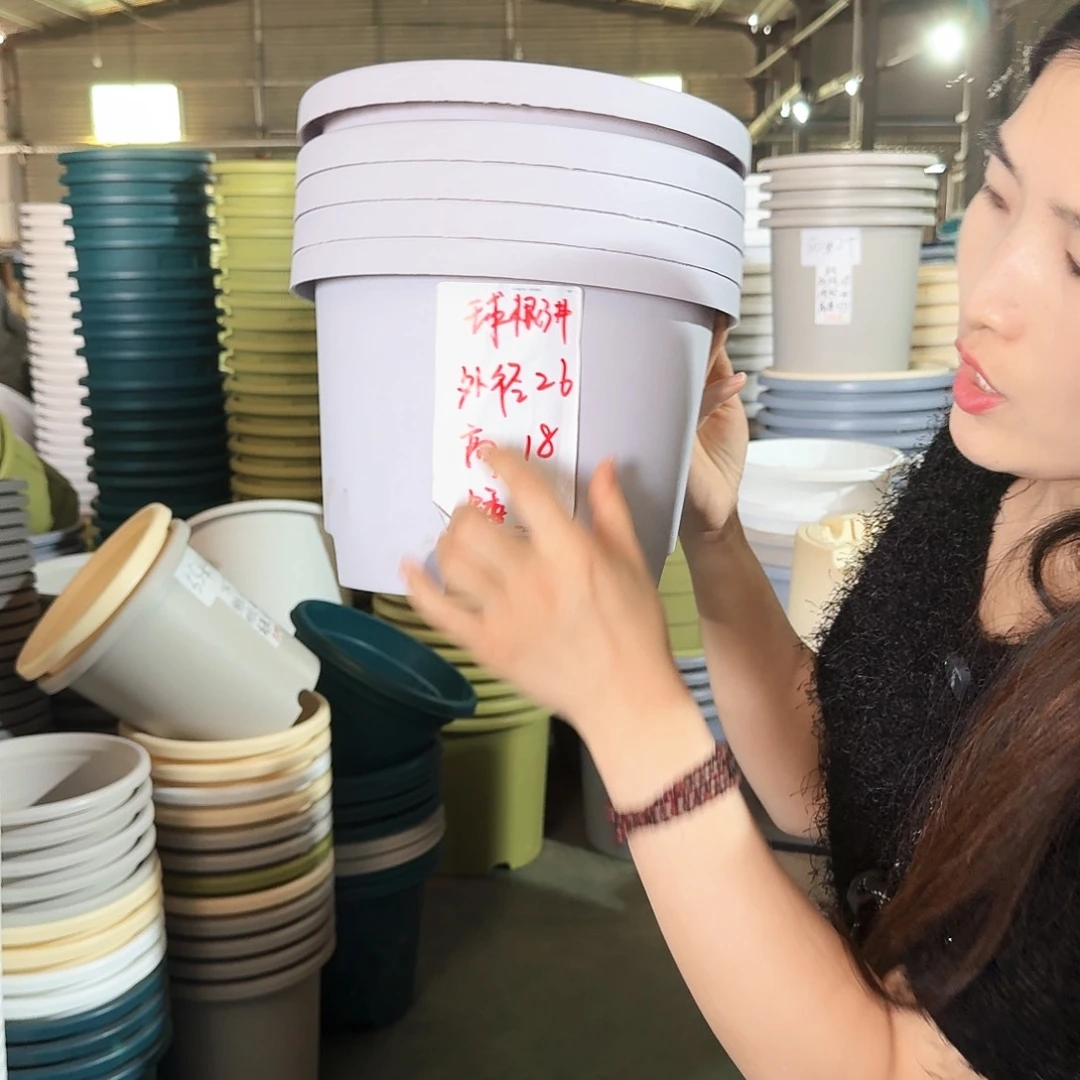 球根3#无拖浅紫5个
